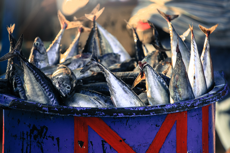Longtail tuna or Northern bluefin tuna on the basket for sell in the fish market in Baliの写真素材
