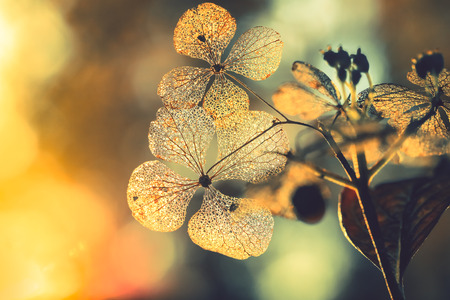 Texture on dry hydrangea flowers with beautiful sun lightの写真素材