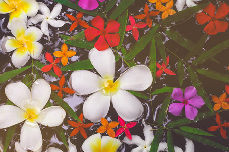 Selective focus on colourful flowers in water at tropical garden with copy space