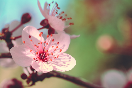 Pink Japanese cherry or Sakura flower cherry blossom in spring, vintage styleの写真素材