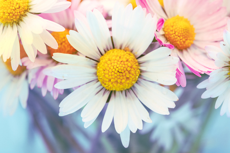 Selective focus of daisy flowers in vintage style for nature backgroundの写真素材