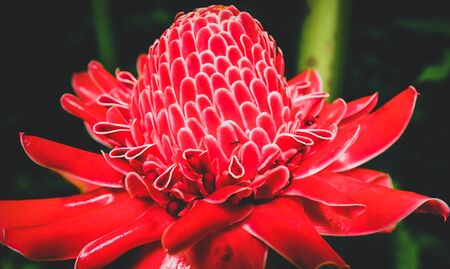 Red torch ginger flower in a tropical gardenの写真素材