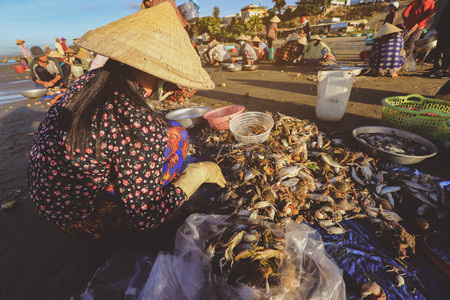 Mui ne Vietnam January 22, 2019 : Local vendor is collecting fishes and shelles at famous fishing village in Mui ne, Vietnamのeditorial素材