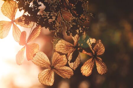 Selective focus on petal of dry hydrangea flower with nature green backgroundの写真素材