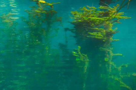 transparent deep blue and weed in water, selective focus on weedの写真素材