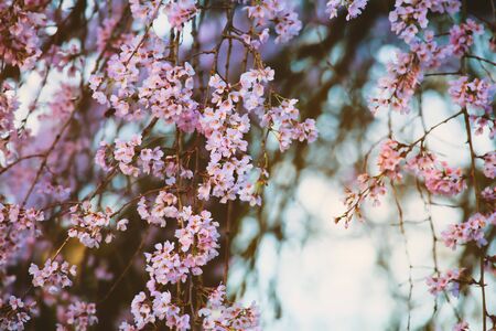 Soft focus on flowers, natural background of cherry blossom or Sakura flowers in vintage styleの写真素材