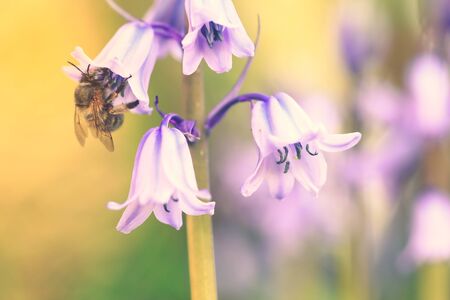 Selective focus on bee,  bluebell flower (hyacinthoides non-scripta) in bloom