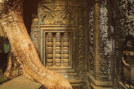 Tree roots growing over Ta Prohm Khmer temple, Siem Reap, Cambodiaの写真素材
