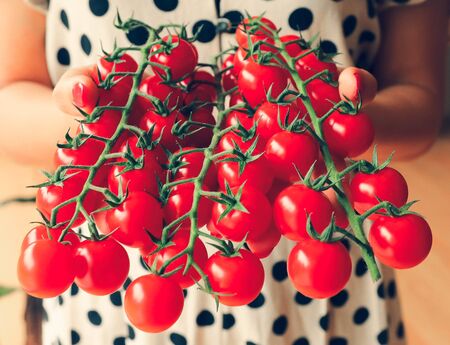 Large branch of red cherry tomatoes on womanâs handsの写真素材