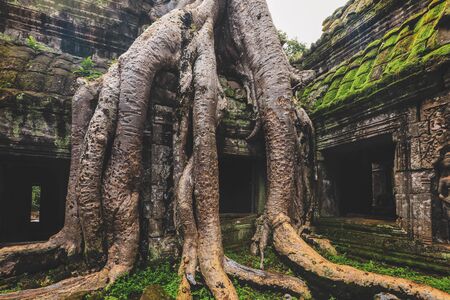 Tree roots growing over Ta Prohm Khmer temple, Siem Reap, Cambodiaの写真素材