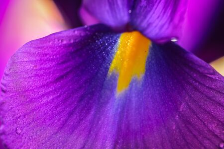 Closeup of purple Iris flower with dews on petel for nature background