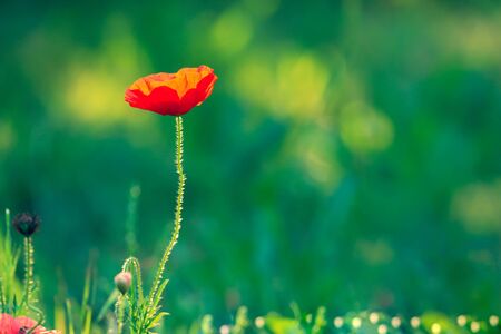 Single red poppy flower ( Papaver ) on a blurred natural green background in sunlightの写真素材