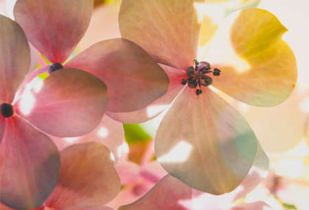Beautiful pink hydrangea or hortensia flowers for nature backgroundの写真素材