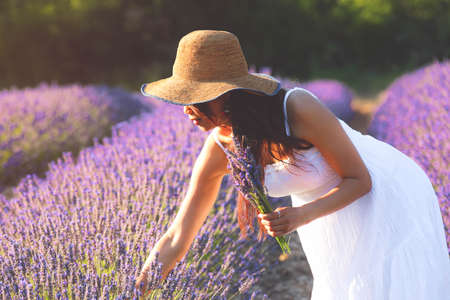 Beautiful woman in white dress picking lavender and holding a bouquet of lavender on the other hand.の写真素材