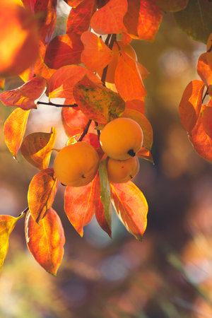 Persimmons on tree with bokeh and autumn leaves colorの写真素材