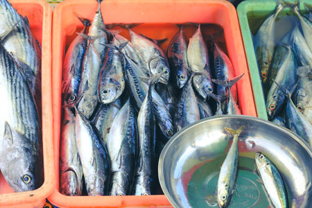 Close-up of mackerel fish in bucket for sale in market