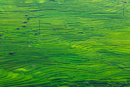 Rice fields on terraced of Mu Cang Chai YenBai Vietnam. Rice fields prepare the harvest at Northwest Vietnam.Vietnam landscapesの写真素材