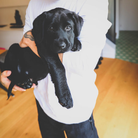 Small black dog lobrador's puppy in the hands of the owner