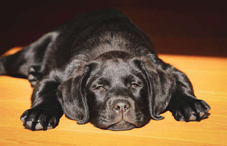 Black Labrador puppy laying with head on the floorの写真素材