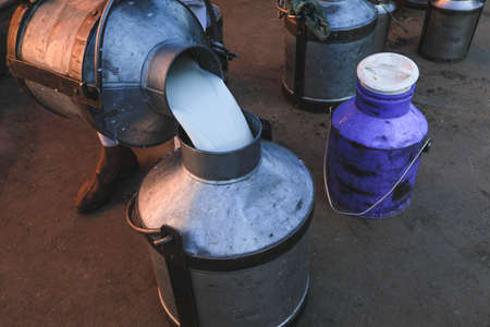 Hand of a worker who fills fresh milk to milk contrainerの写真素材