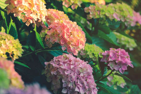 Selective focus on Beautiful pink hydrangea or hydrangea flowers for nature background