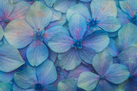 Beautiful pink hydrangea or hydrangea flowers for nature backgroundの写真素材
