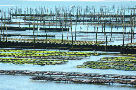 Oyster farm at Arcachon bay, Franceの写真素材
