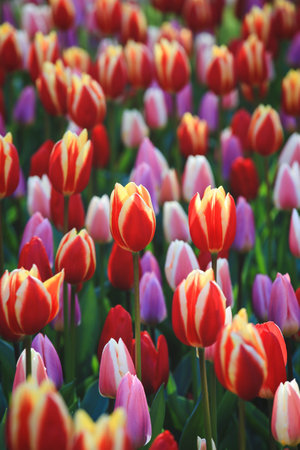 Selective focus on beautiful colorful tulips at garden from Netherlandsの写真素材