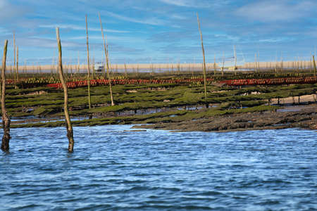 Oyster farm at Arcachon bay, Franceの写真素材