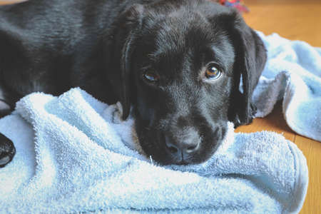 Black Labrador puppy laying with head on the floorの写真素材