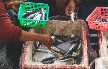 Selective focus on small sardines fish on green basket selling in the morning market in Kedonganan - Passer Ikan, Jimbaran beachの写真素材