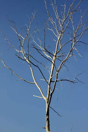 Sky and tree branches in Thailand