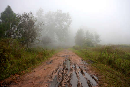 Forest roads in Thailandの写真素材