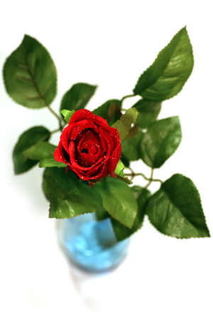 red rose isolated on white backgroundの写真素材