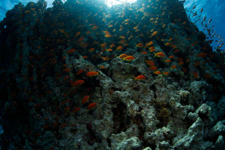 Pinnacle & golden fishes - Jordanの写真素材