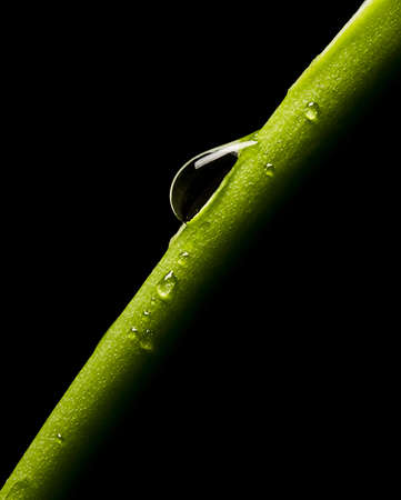 drop falling down a stemの写真素材