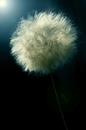 Dandelion with black background