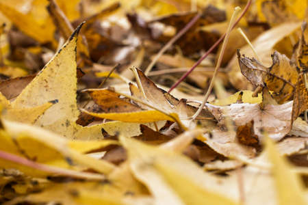 fallen autumn leaves