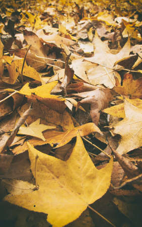 fallen autumn leavesの写真素材