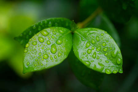 leaf with water drops