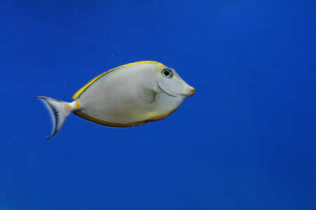 fish in aquarium