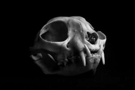 skull on black