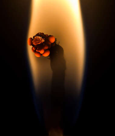 macro of a burning candle