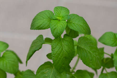 mint leaves in the garden