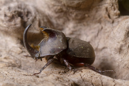 rhinoceros beetleの写真素材