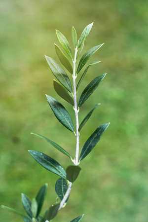 leaves on an olive branch