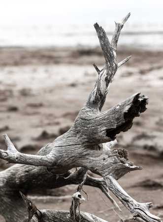 dead tree trunk in the coast
