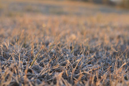 frost on the grass in the morningの写真素材