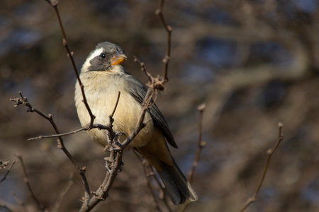 golden-billed saltator on branchの写真素材