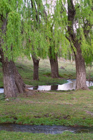 trees and stream in the park